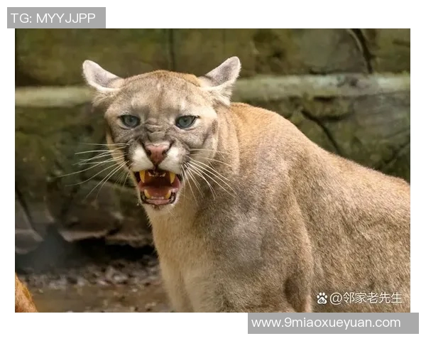 美洲狮与墨美洲的生态对比与保护现状探讨